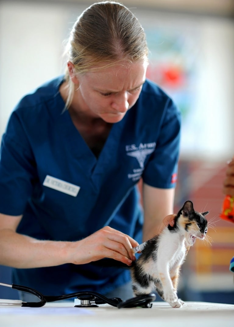 veterinary technician national examination vtne veterinary technician national examination vtne