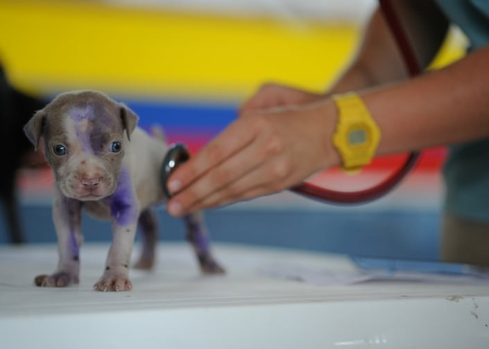 A puppy getting examined A puppy getting examined