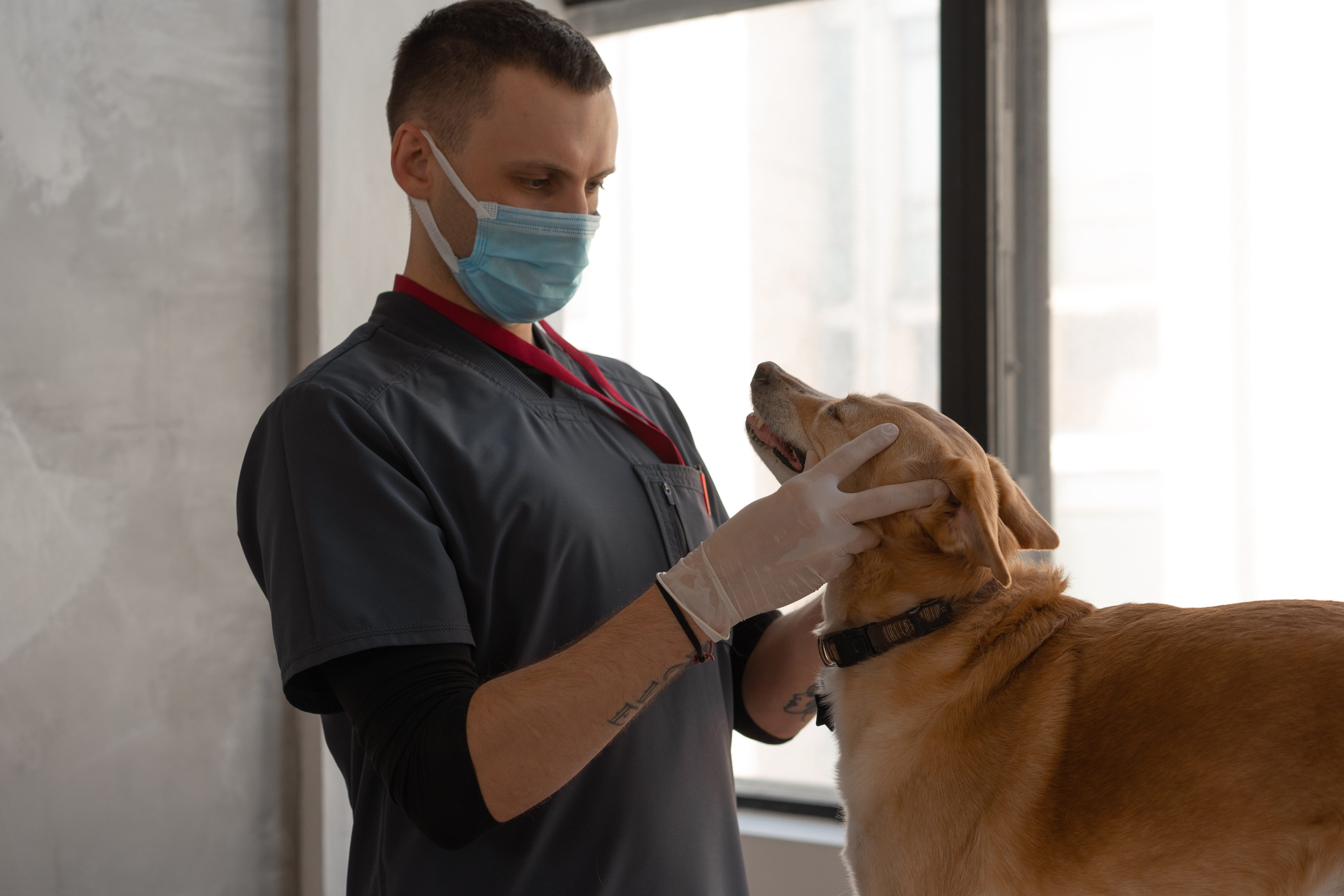 Veterinary Technician