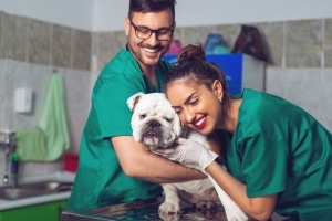 Two smiling vets with a dog during an exam