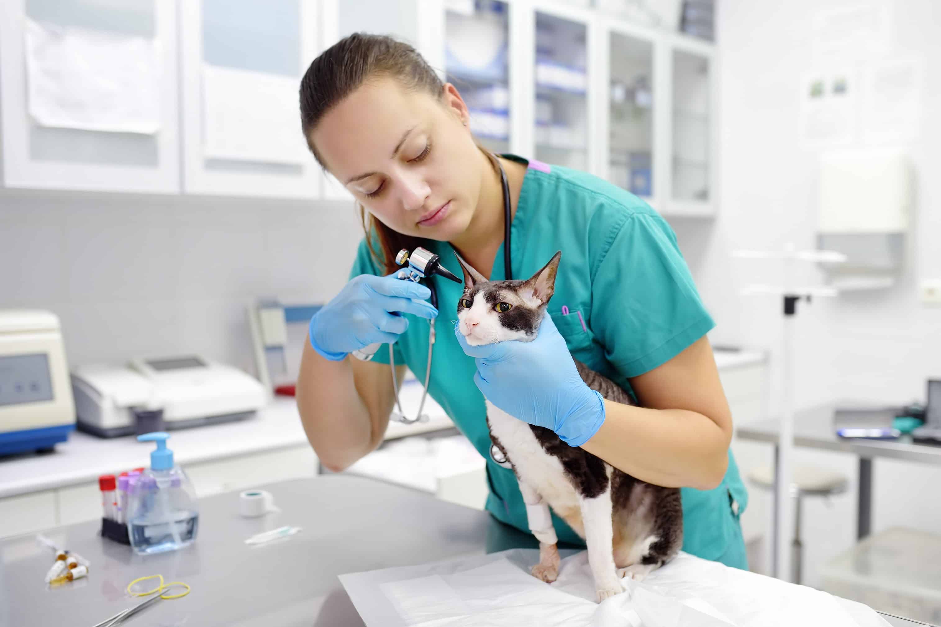Medical professional examining a cat